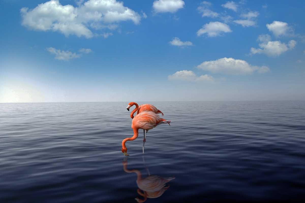Aruba letovanje flamingosi