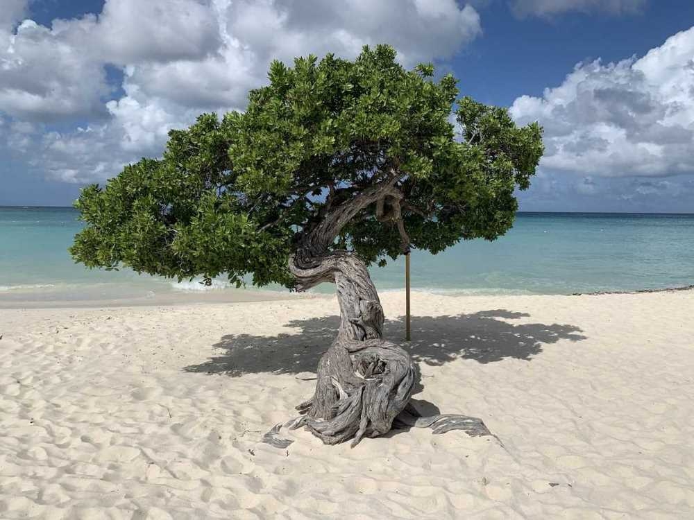 Aruba letovanje fofoti drvo na plaži