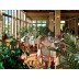 Hotel Grecotel Costa Botanica Krf smeštaj more restoran